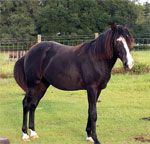 Florida Cracker | Horse | Horse Breeds